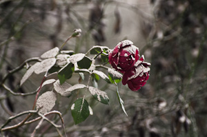 ashes on roses